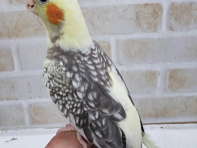 オカメインコ
