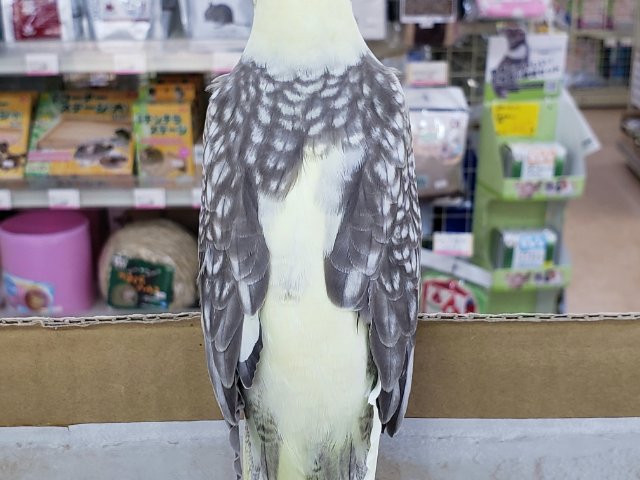 オカメインコ