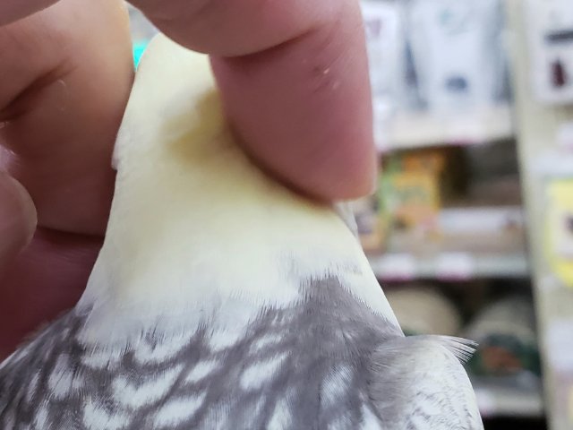 オカメインコ