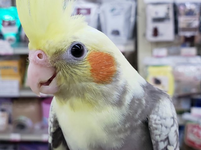 オカメインコ