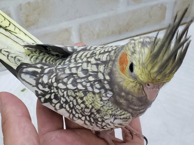オカメインコ