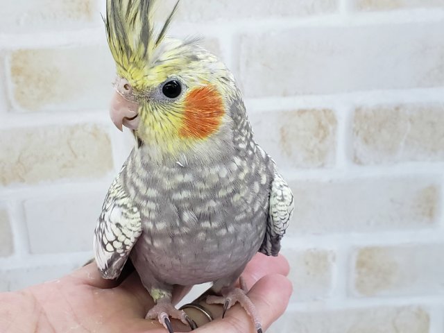 オカメインコ