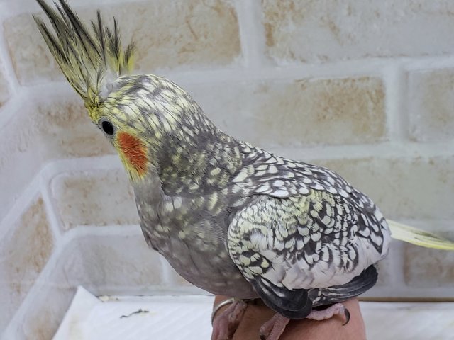オカメインコ