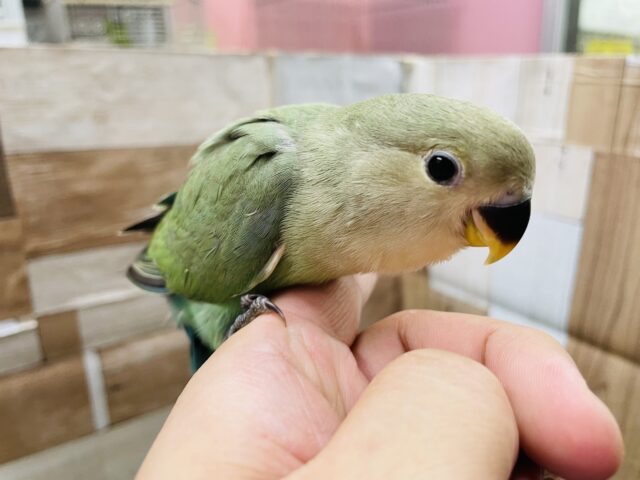 コザクラインコ（小桜インコ）