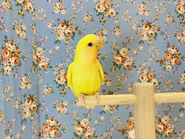 最新画像🌟激推し❤︎元気いっぱいアピールするよ🌞✨手乗りコザクラインコ(ルチノー)🪶✨ コザクラインコ(小桜インコ)