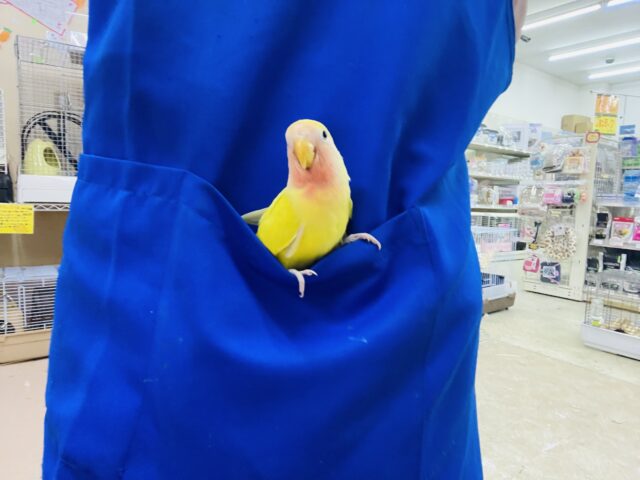コザクラインコ（小桜インコ）