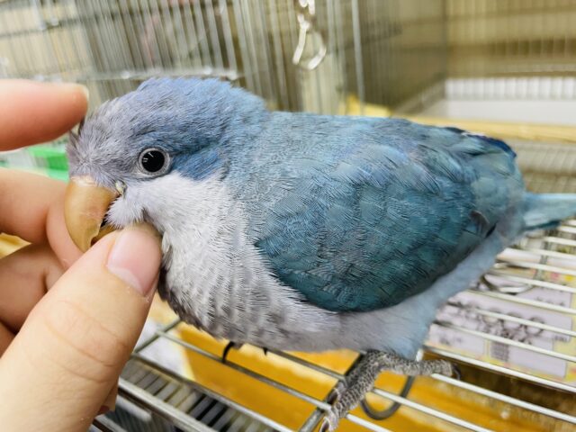 オキナインコ