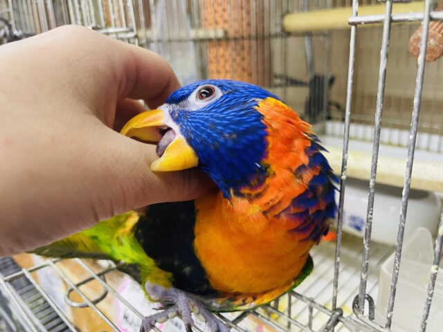 アカエリゴシキセイガイインコ
