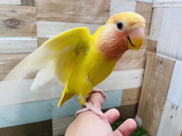 コザクラインコ（小桜インコ）
