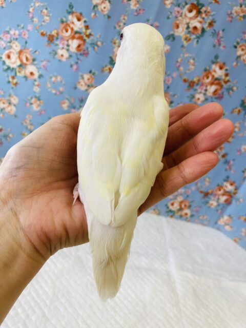 コザクラインコ（小桜インコ）