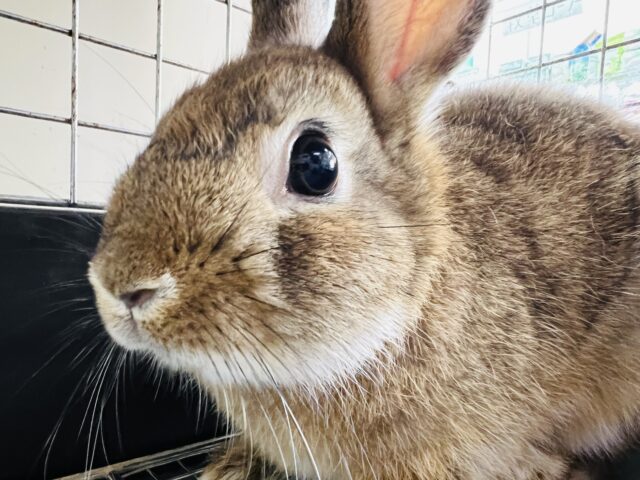 ネザーランドドワーフ