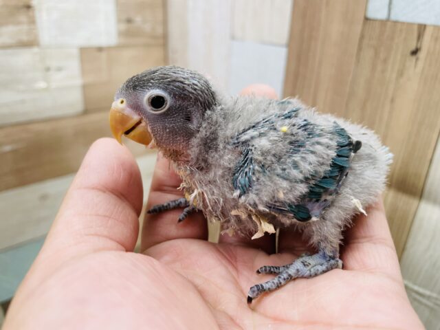 ブルーボタンインコ