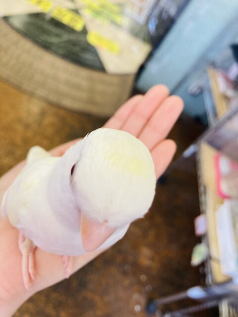 コザクラインコ（小桜インコ）