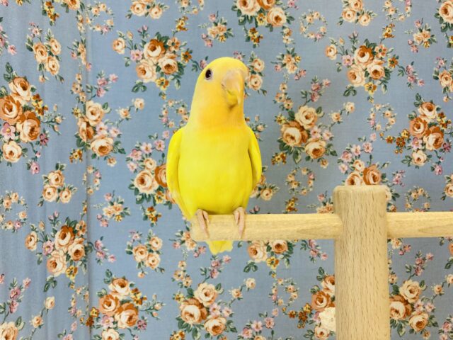 最新画像🌟激推し❤︎元気いっぱいアピールするよ🌞✨手乗りコザクラインコ(ルチノー)🪶✨ コザクラインコ(小桜インコ)