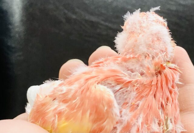 アキクサインコ（秋草インコ）