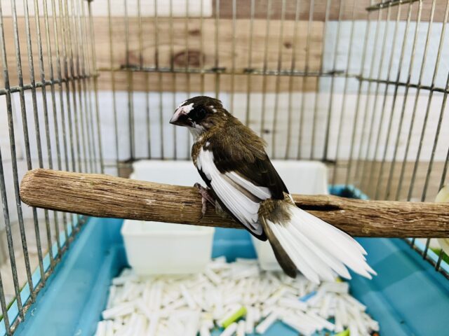 十姉妹（ジュウシマツ）