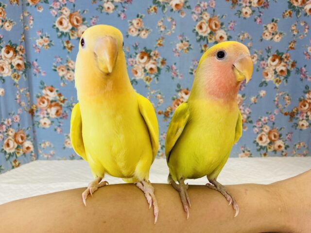 コザクラインコ（小桜インコ）