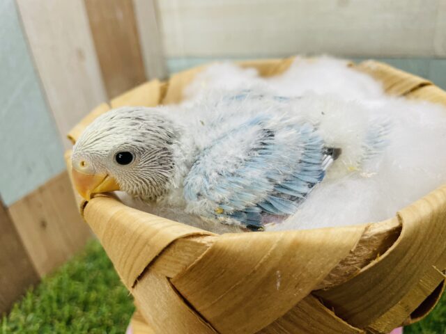 コザクラインコ（小桜インコ）