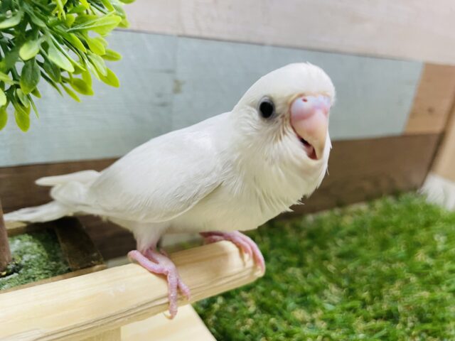 セキセイインコ
