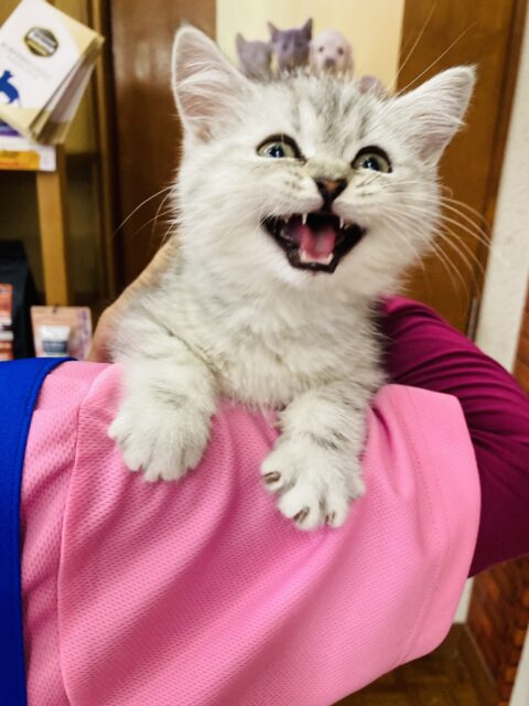 フォールデックス