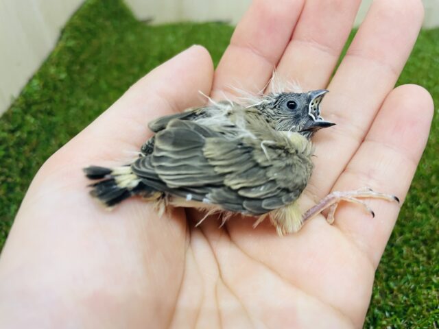 錦花鳥（キンカチョウ）