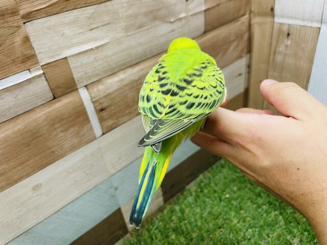 セキセイインコ