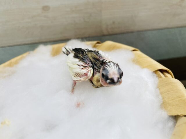 十姉妹（ジュウシマツ）