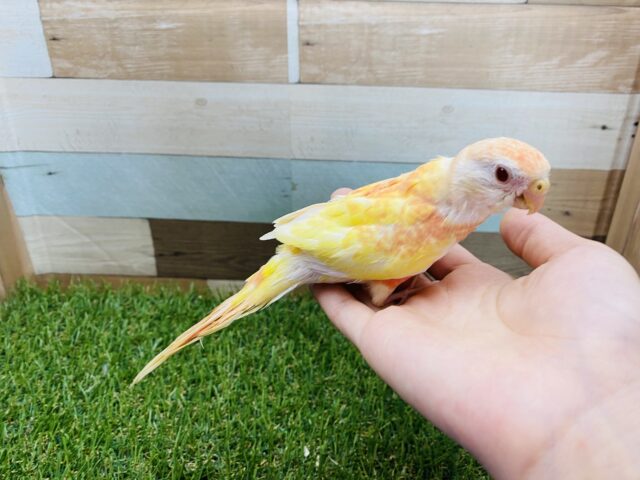 アキクサインコ（秋草インコ）