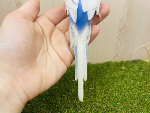 羽衣セキセイインコ