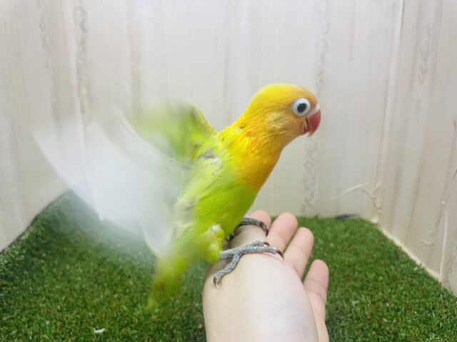 ヤマブキボタンインコ