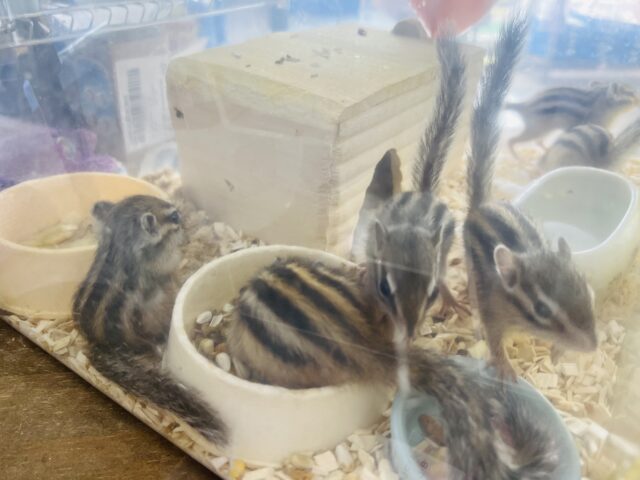 シマリス（ノーマル）