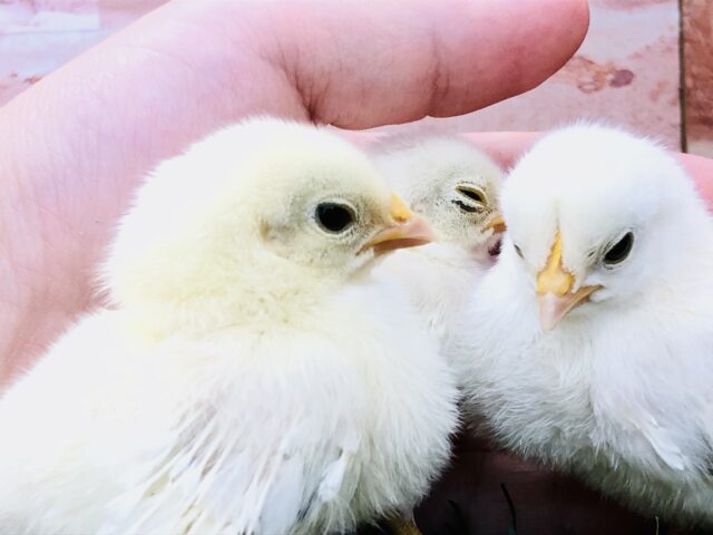 桂チャボ（カツラチャボ）