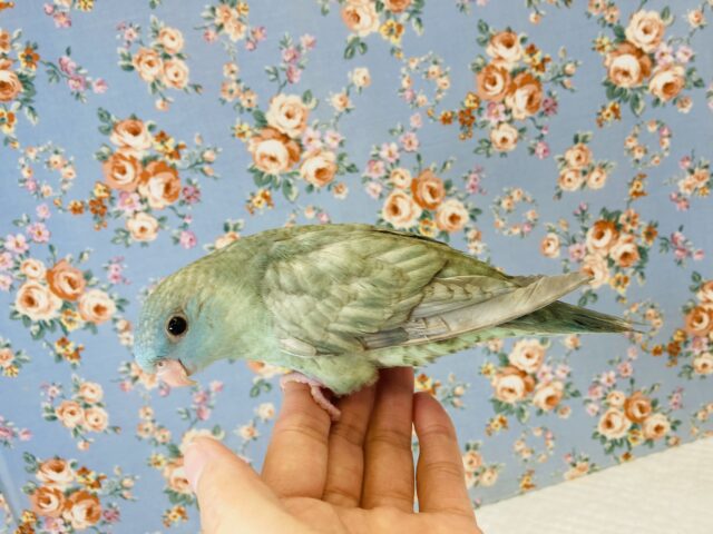 サザナミインコ