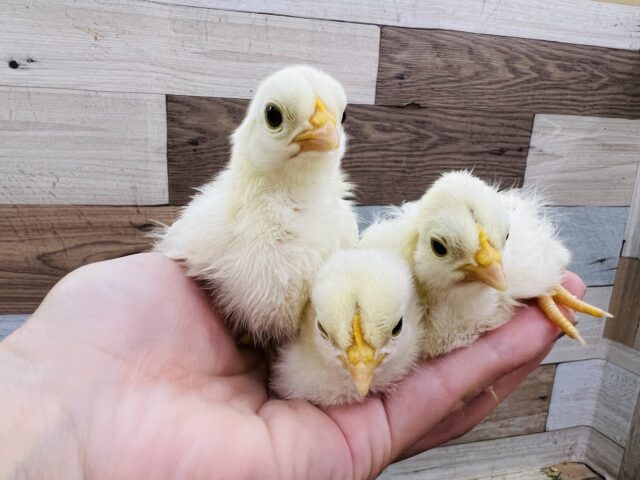 桂チャボ（カツラチャボ）