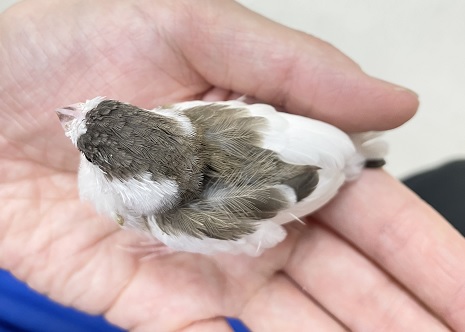 十姉妹（ジュウシマツ）