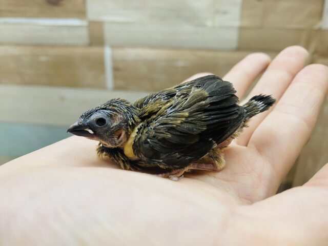 十姉妹（ジュウシマツ）