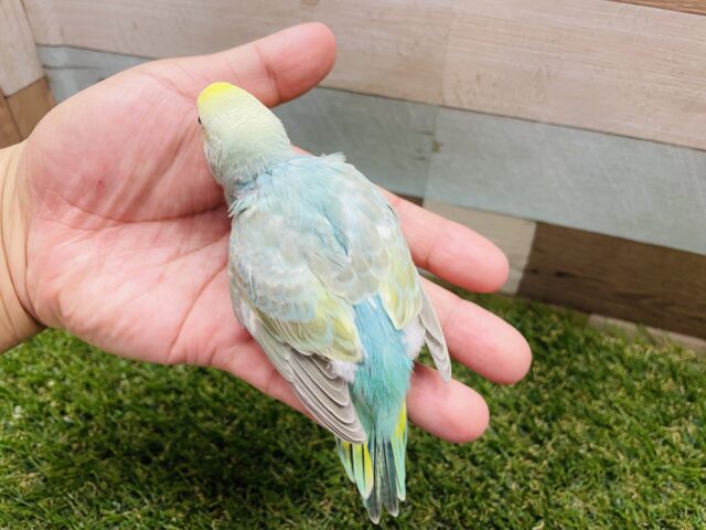 セキセイインコ