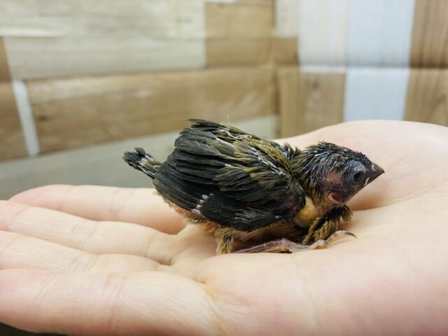 十姉妹（ジュウシマツ）