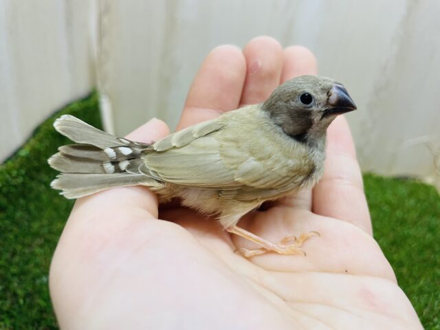 錦花鳥（キンカチョウ）