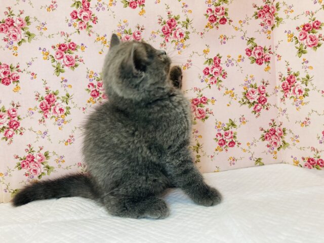 フォールデックス