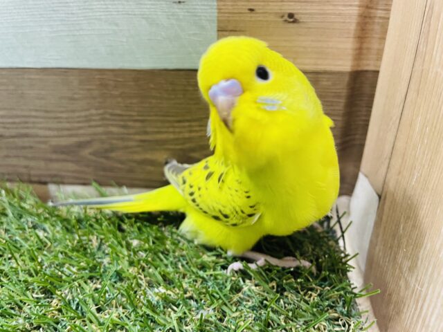 セキセイインコ