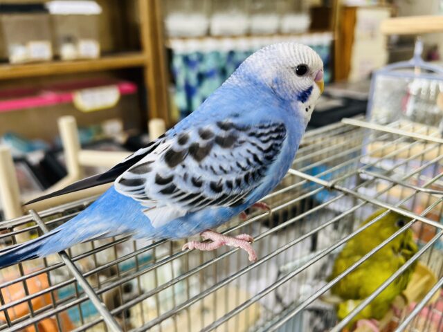 セキセイインコ