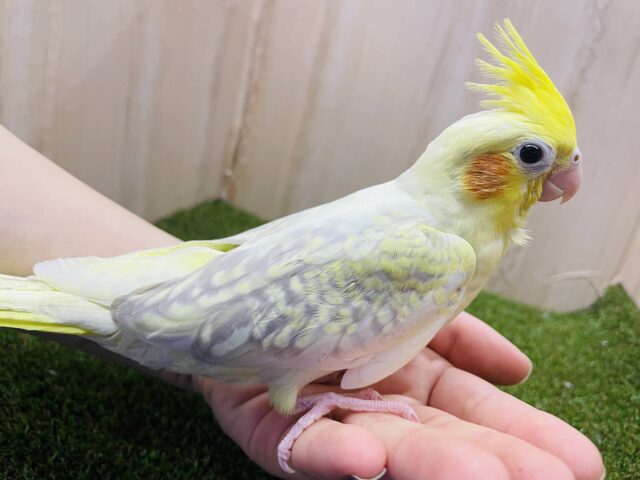 オカメインコ