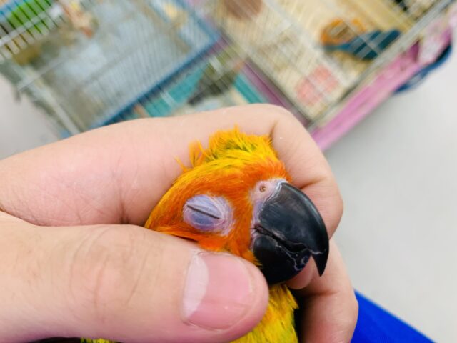 コガネメキシコインコ