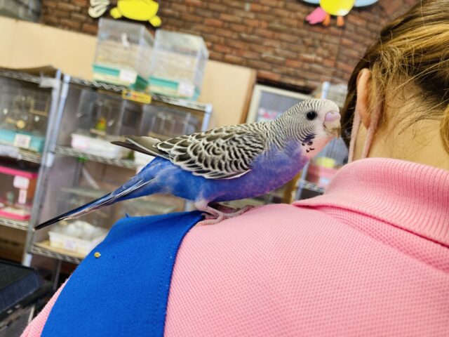 セキセイインコ