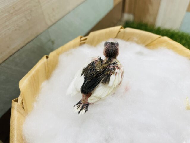 十姉妹（ジュウシマツ）