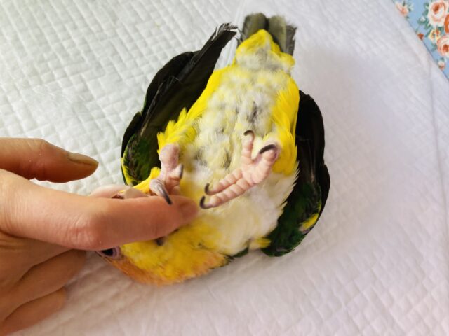 シロハラインコ