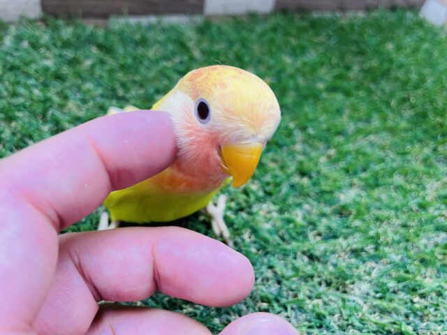 コザクラインコ（小桜インコ）