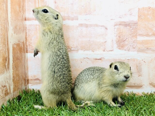 リチャードソンジリス