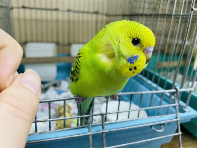 セキセイインコ